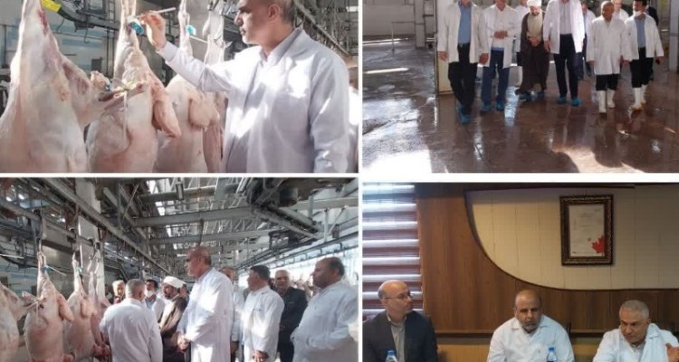 لزوم ضابطه مند شدن کشتار دام در هرسین