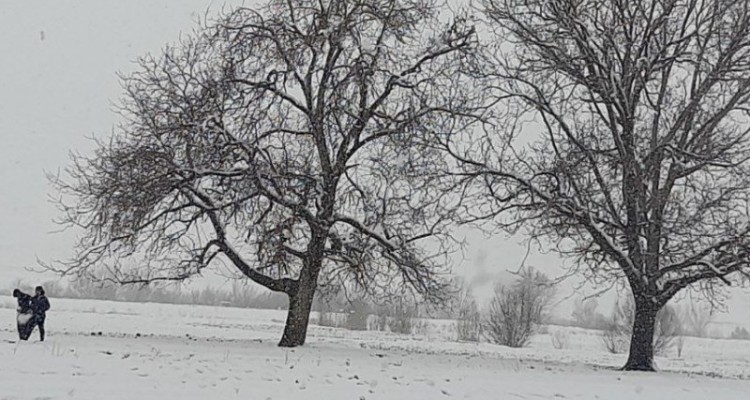 تصاویر زیبا از بارش برف در هرسین