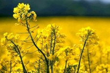 برداشت کلزا از سطح 125هکتار از مزارع شهرستان هرسین