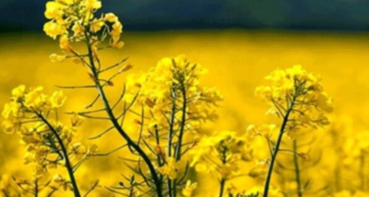 برداشت کلزا از سطح 125هکتار از مزارع شهرستان هرسین