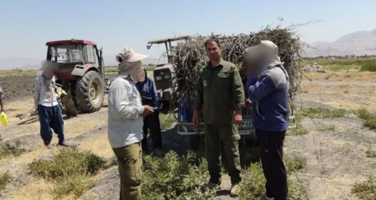 برخورد قانونی با متخلفان برداشت گیاهان دارویی در هرسین