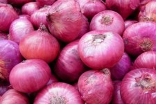 پیش بینی برداشت 10هزار تن پیاز از مزارع هرسین