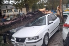 سقوط درخت و خسارت به دو خودرو در بیستون