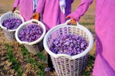 پیش‌بینی برداشت 93کیلوگرم زعفران از مزارع شهرستان هرسین