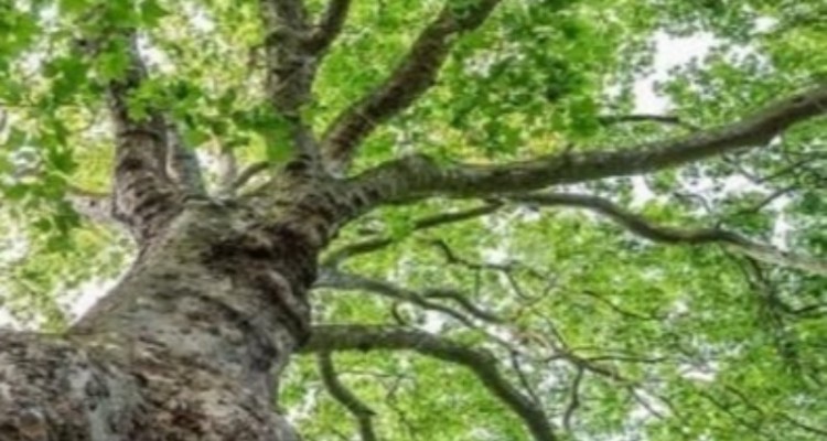 ثبت دو اثر ملی طبیعی و صنعتی هرسین  در فهرست آثار ملی،