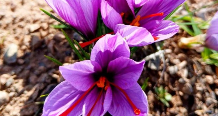 تصاویری از برداشت زعفران از مزارع هرسین