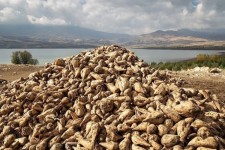 پیش بینی برداشت 115هزارتن چغندر از مزارع شهرستان هرسین