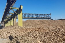 20هزار تن چغندر روی دست کشاورزان بیستونی مانده است