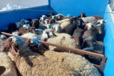 توقيف محموله حامل دام قاچاق در هرسين
