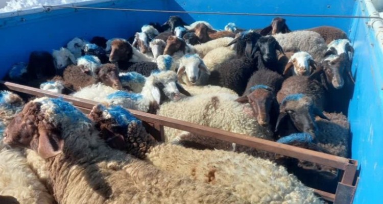 توقيف محموله حامل دام قاچاق در هرسين