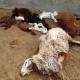۲۵راس گوسفند در پی اصابت صاعقه در هرسین تلف شد