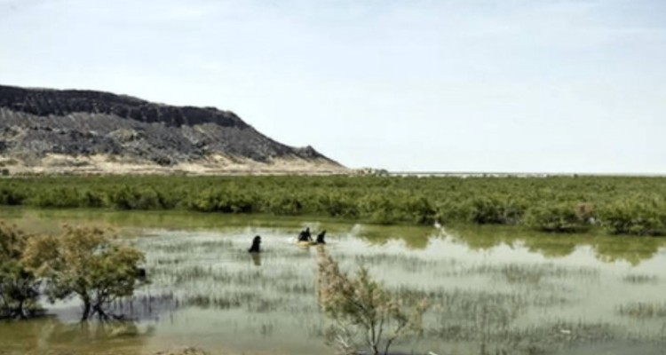 موجودی با قدمت ۳۰۰ میلیون سال دوباره جان گرفت