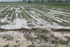 سیل و تگرگ به 70درصد اراضی کشاورزی شهرستان هرسین خسارت زد