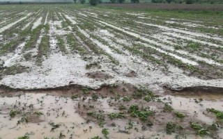 سیل و تگرگ به 70درصد اراضی کشاورزی شهرستان هرسین خسارت زد