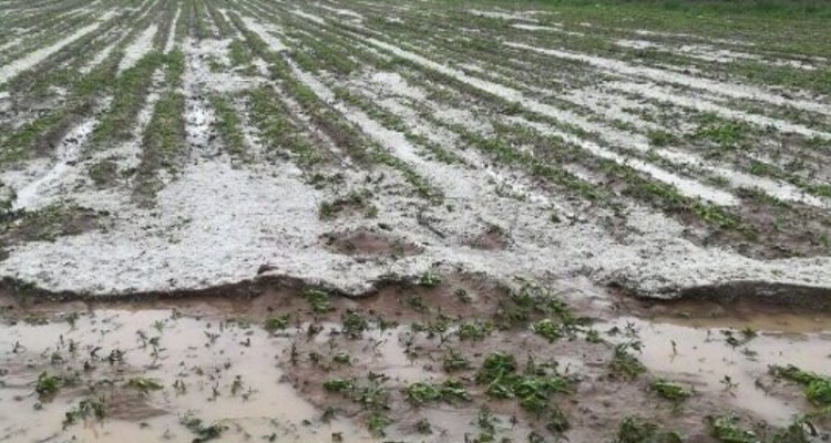 سیل و تگرگ به 70درصد اراضی کشاورزی شهرستان هرسین خسارت زد
