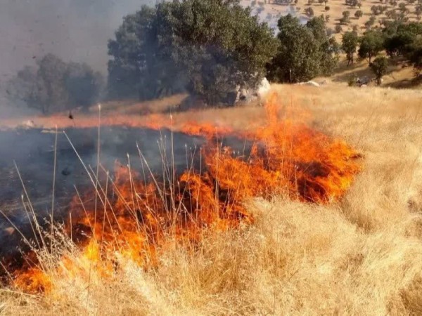 هشدار اداره منابع طبیعی هرسین به کشاورزان؛ از آتش زدن بقایای گیاهی خودداری کنید