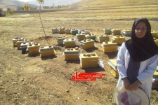 شهد شیرین تحقق اقتصاد مقاومتی با پرورش زنبور عسل در هرسین/ پشتکار بانوی هرسینی اشتغال ایجاد کرد