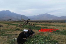 کشاورز روستایی در بخش بیستون محصول زمین خود را وقف زوار امام حسین(ع) کرد