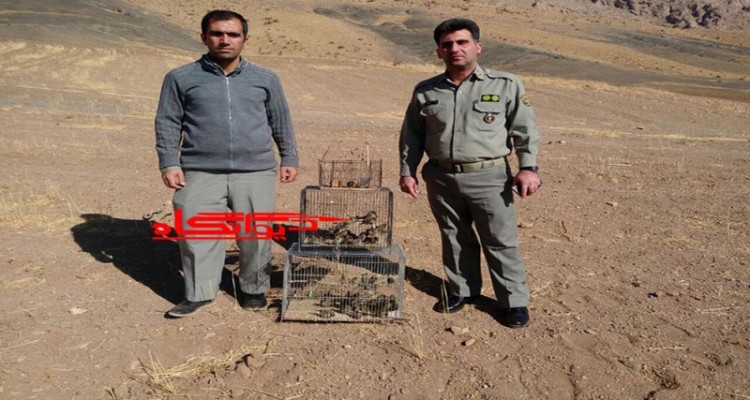 کشف و رهاسازی 40 قطعه سهره پیشانی سرخ در هرسین+تصویر