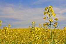 برداشت کلزا از مزارع  شهرستان هرسین آغاز شد