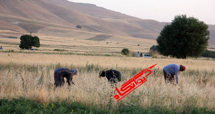 حال و هوای فصل برداشت محصول در شهرستان هرسین 