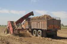 آغاز برداشت چغندر از مزارع شهرستان هرسین