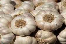 تولید بیش از ۱۶۰۰ تن سیر در شهرستان هرسین
