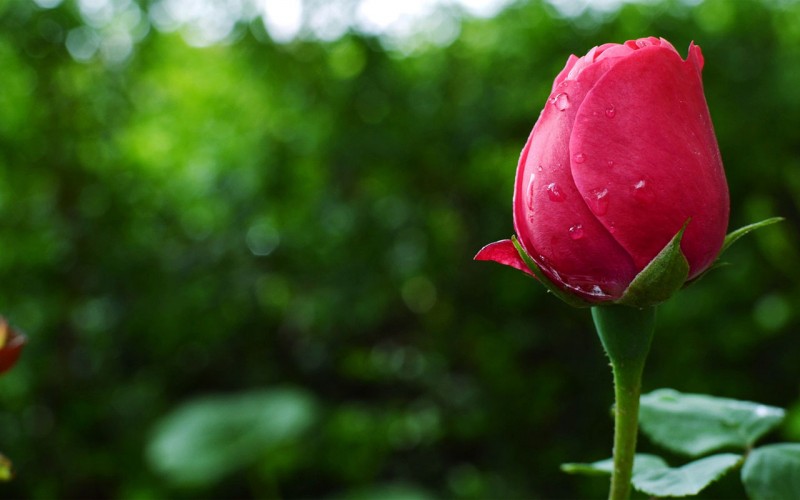 آخر دلم برای شما تنگ می شود...