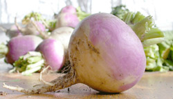 چه کسانی نباید شلغم بخورند ؟
