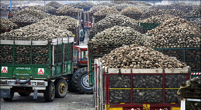 گله مندی تولید کنندگان چغندر از آشفته بازار خرید محصول در هرسين/ شکر های بیستون کام کشاورزان را تلخ کرد
