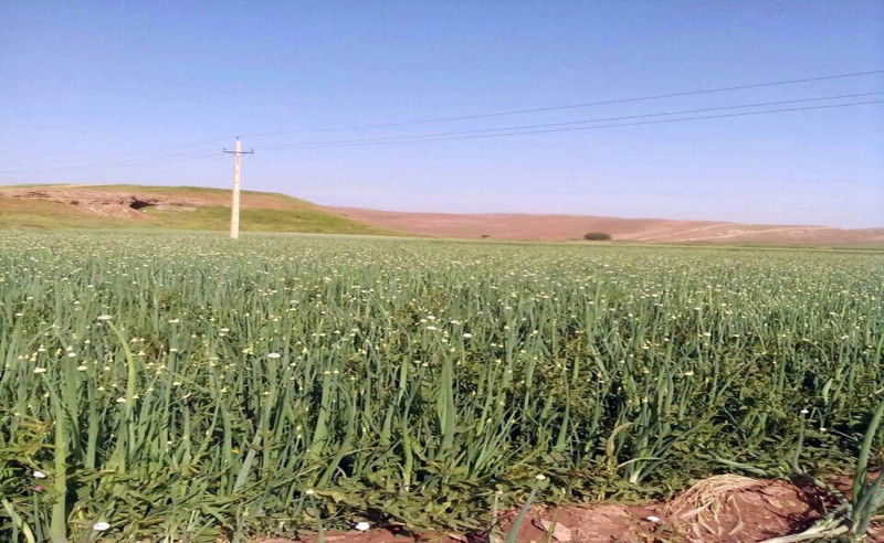 پیش بینی برداشت 16هزار تن پیاز از مزارع شهرستان هرسین