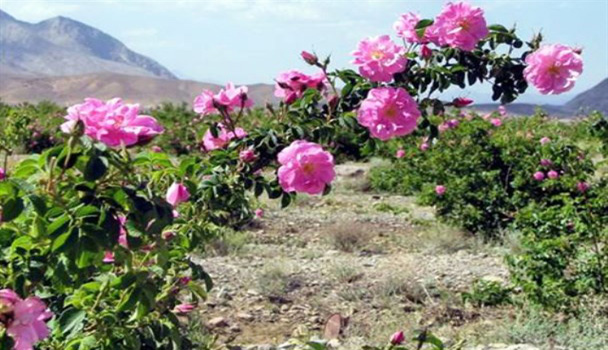 آغاز اجرای طرح کاشت 25هکتار گل محمدی در منابع طبیعی هرسین