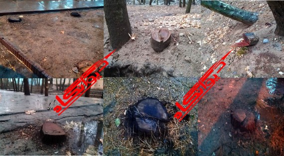فرماندار هرسین: نبود پلاک برای درختان موجب قطع آن ها توسط برخی افراد شد/ شهردار موظف به پیگیری از طریق دستگاه قضایی شده است