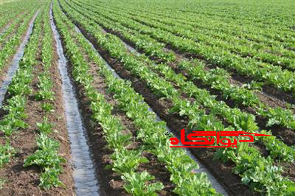 تولید 70هزار تن چغندر در شهرستان هرسین