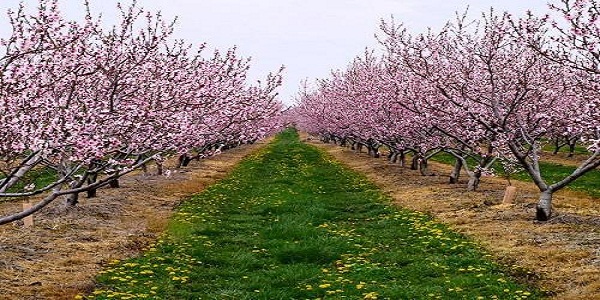 لزوم مبارزه با آفات سوسک گرده خوار  و گل خوار در باغات و مزارع هرسین