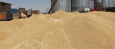 خرید 33 هزار تن گندم مازاد بر نیاز كشاورزان توسط مراكز خرید در هرسین