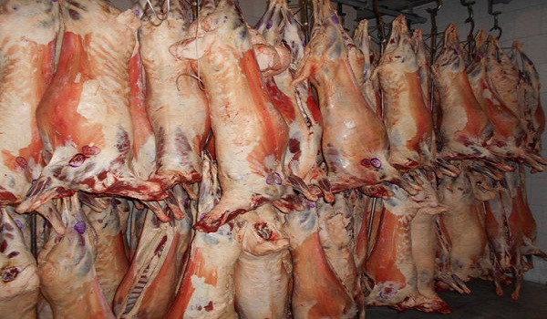 کشف 7 لاشه گوشت قرمز کشتار غیر مجاز و پلمپ قصابی در هرسین
