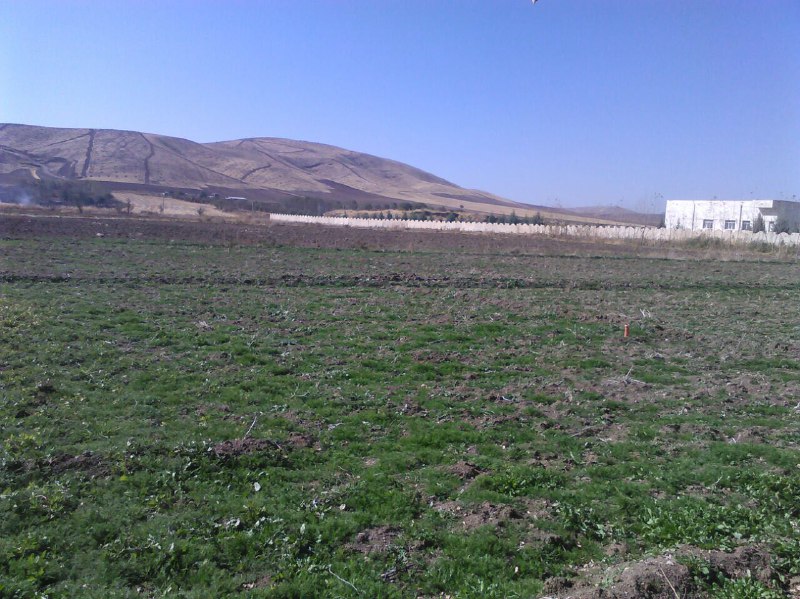 توسعه کشت گیاهان دارویی در شهرستان هرسین
