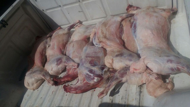 کشف 120 کیلوگرم لاشه کشتار غیرمجاز از یک قصابی در هرسین