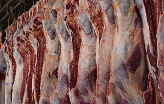 اولین محموله گوشت گرم گوسفندی روز گذشته در هرسین توزیع شد