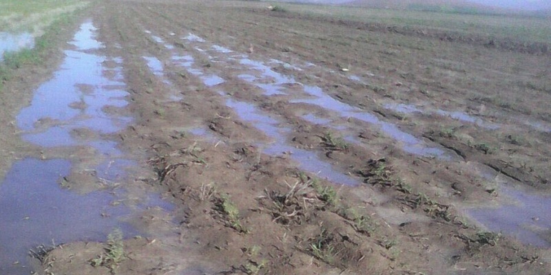 بخشی از اراضی زراعی در هرسین دچار خسارت شدند/بیماری برق زدگی در بیش از 1150هکتار از اراضی تحت کشت نخود 