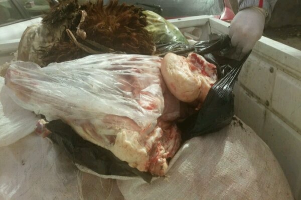 ۲۵کیلوگرم گوشت کشتار غیرمجاز در هرسین ضبط شد