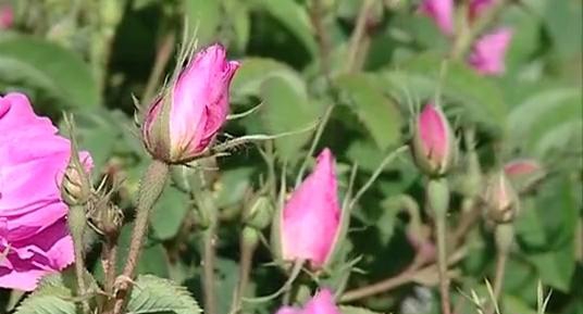 پیش‌بینی برداشت 180 تن گل محمدی در هرسین 