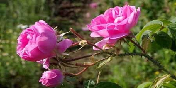 پیش بینی برداشت ۱۶۵ تن گل محمدی از سطح باغات شهرستان هرسین