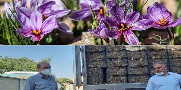 آغاز توزیع پیاز زعفران در شهرستان هرسین