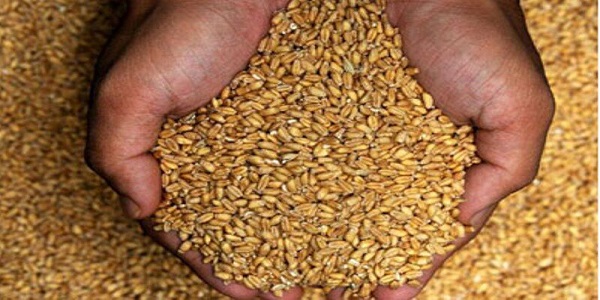 تامین بذر گندم دیم کشاورزان شهرستان هرسین