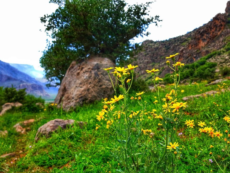 تصاویر زیبای بهاری از طبیعت شهرستان هرسین