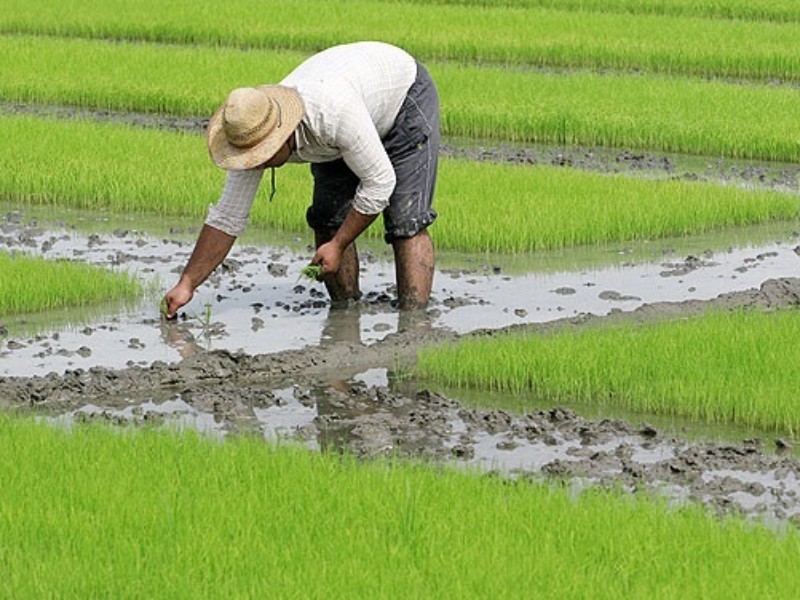 ممنوعیت کاشت برنج در شهرستان هرسین