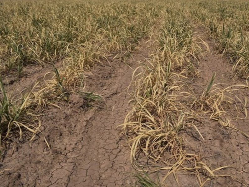 خسارت ۴۰۰میلیاردریالی به مزارع غلات در هرسین بر اثر خشکسالی
