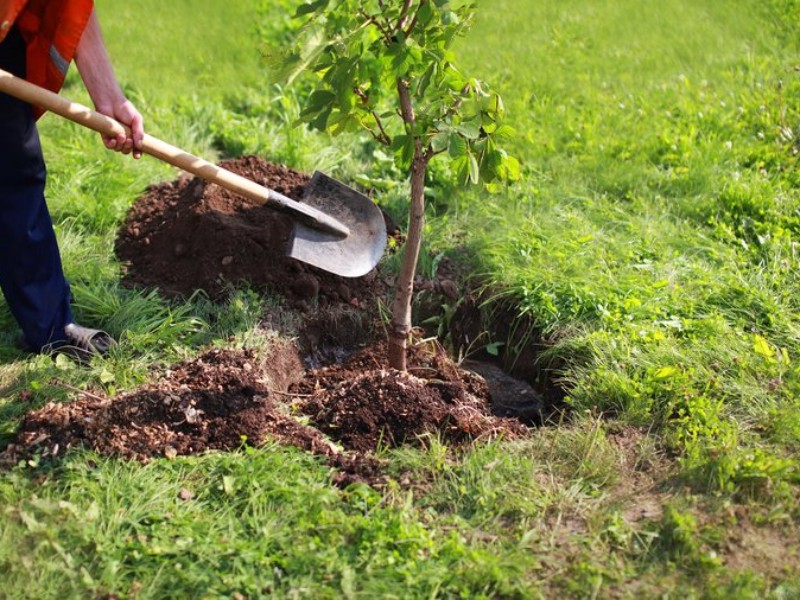 کاشت ۸۰۰۰ اصل نهال در هفته درختکاری در هرسین